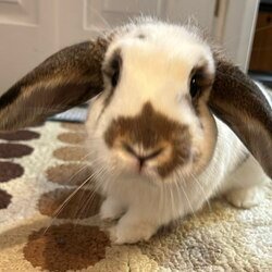 Solport Tom's bunny 
